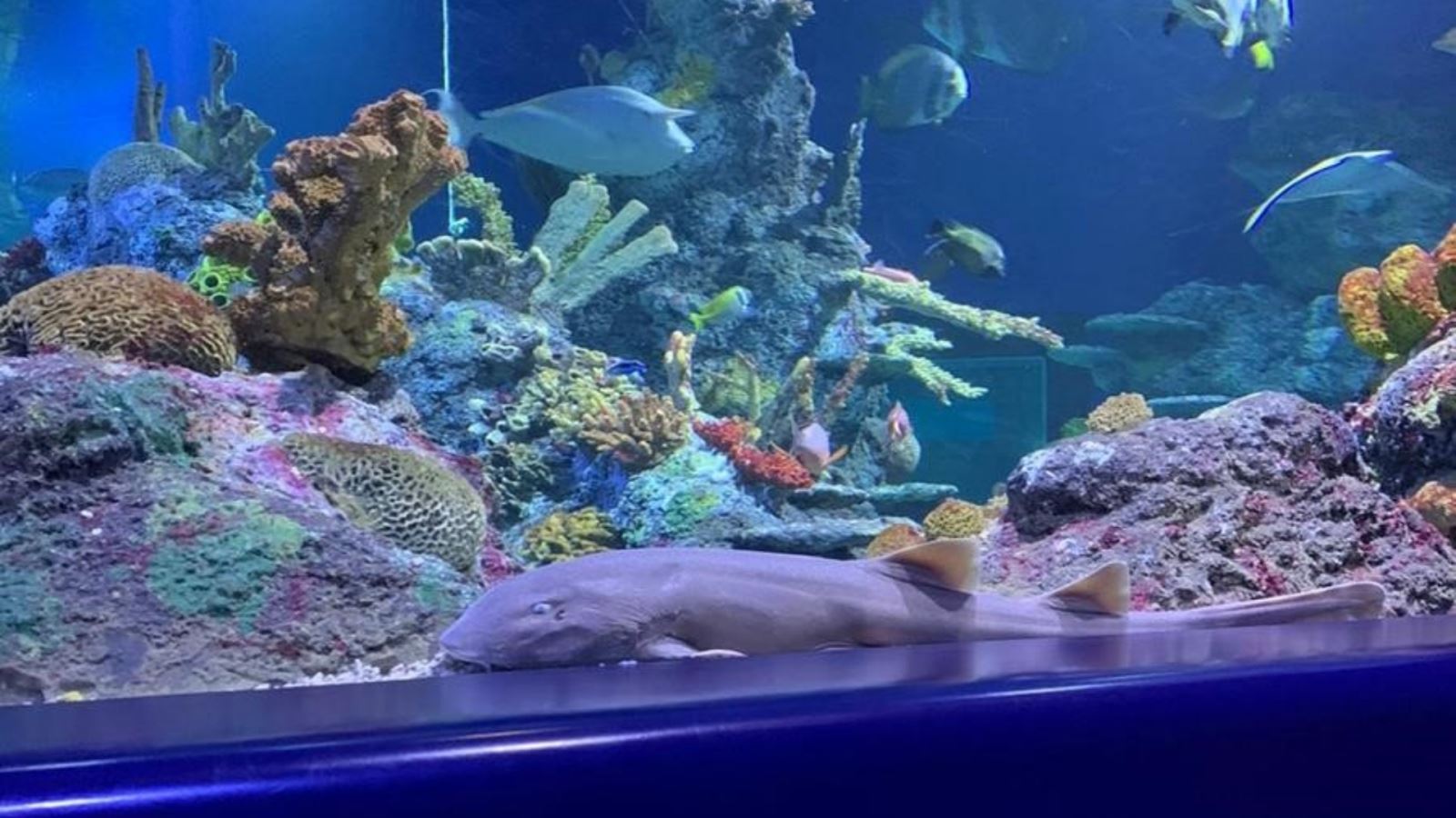 Arabian Carpetshark in Coral Reef display at Bristol Aquarium